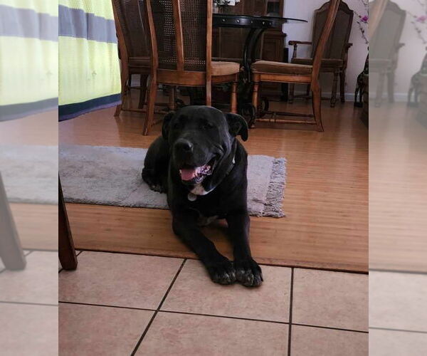 Medium Photo #2 Great Dane-Labrador Retriever Mix Puppy For Sale in Chandler, AZ, USA
