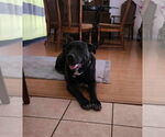 Small #1 Great Dane-Labrador Retriever Mix