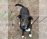 Small #2 Labrador Retriever Mix