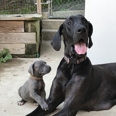 Mother of the Great Dane puppies born on 06/27/2017