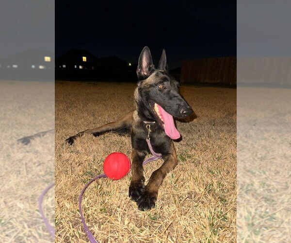 Medium Photo #3 Mutt Puppy For Sale in Imlay City, MI, USA