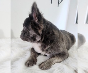 Mother of the French Bulldog puppies born on 03/10/2025