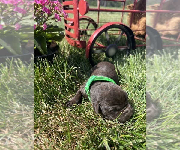 Medium Photo #4 Labrador Retriever Puppy For Sale in NEOLA, WV, USA