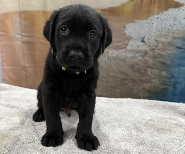 Medium Photo #14 Labrador Retriever Puppy For Sale in ALAFAYA, FL, USA