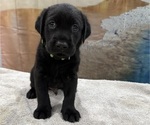 Small #13 Labrador Retriever