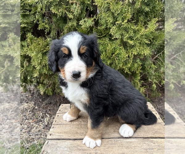 Medium Photo #3 Bernese Mountain Dog Puppy For Sale in MIDDLEBURY, IN, USA