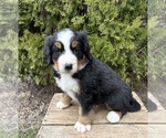 Small #2 Bernese Mountain Dog
