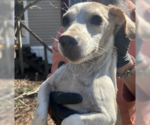 Small #2 Beagle