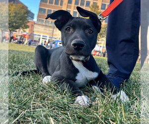 American Pit Bull Terrier-Unknown Mix Dogs for adoption in Germantown, OH, USA