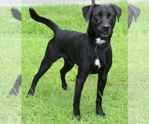 Mutt Dogs for adoption in Prattville, AL, USA