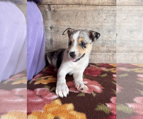 Medium Photo #11 Miniature Australian Shepherd-Mutt Mix Puppy For Sale in VERMONTVILLE, MI, USA