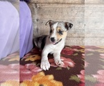 Small #10 Miniature Australian Shepherd-Mutt Mix