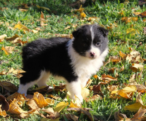 Medium Photo #1 Australian Shepherd Puppy For Sale in ACTON, CA, USA