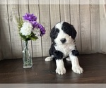 Puppy Beauty Bernedoodle