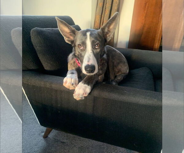 Medium Photo #2 Catahoula Leopard Dog-German Shepherd Dog Mix Puppy For Sale in Alexander, AR, USA