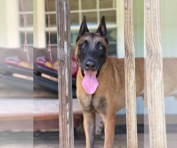 Medium Photo #6 Mutt Puppy For Sale in Imlay City, MI, USA