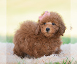 Small Photo #103 Goldendoodle (Miniature) Puppy For Sale in WARSAW, IN, USA