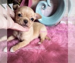Button - Male Chihuahua Puppy for Sale - Small photo