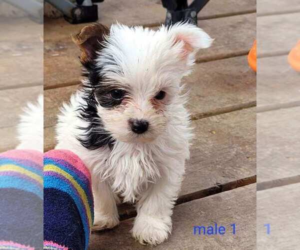Medium Photo #5 Yorkshire Terrier Puppy For Sale in CONKLIN, NY, USA