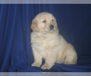 Golden Retriever Puppy for sale in SHILOH, OH, USA