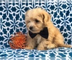 Small #8 Maltipoo