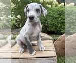 Small #2 Great Dane