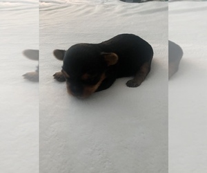 Yorkshire Terrier Puppy for sale in MYRTLE BEACH, SC, USA