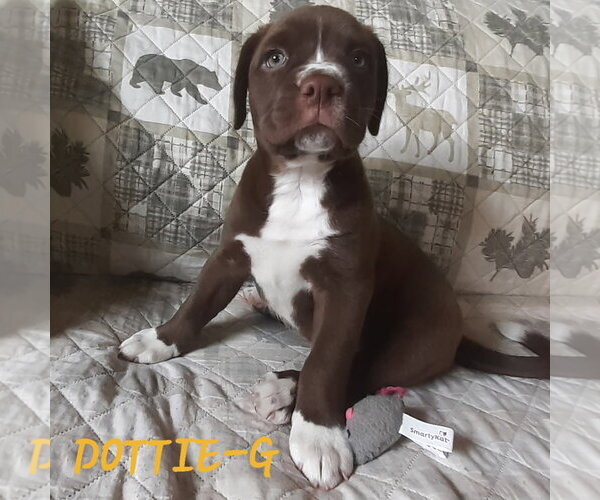 Medium Photo #1 Boxer-Unknown Mix Puppy For Sale in Hinton, WV, USA