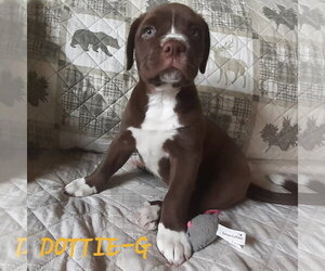 Boxer-Unknown Mix Dogs for adoption in Hinton, WV, USA
