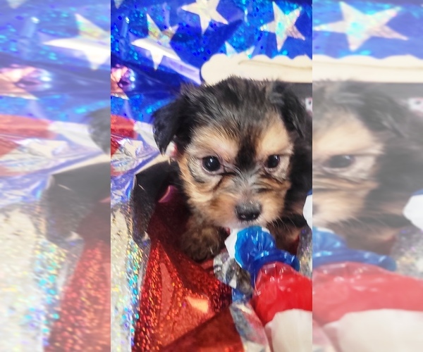 Medium Photo #7 Yorkshire Terrier Puppy For Sale in AKRON, OH, USA