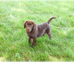 Small #4 Labrador Retriever
