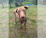 Small Photo #4 Mutt Puppy For Sale in Calhoun, GA, USA