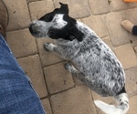 Puppy 3 Australian Cattle Dog-Border Collie Mix