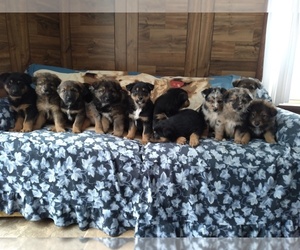 Australian Shepherd-German Shepherd Dog Mix Puppy for sale in MANTON, MI, USA