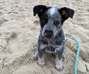 Australian Cattle Dog Puppy for sale in LEXINGTON, NC, USA