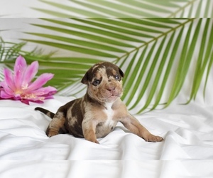 American Bully Puppy for sale in DE LEON SPRINGS, FL, USA