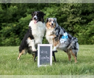 Father of the Miniature American Shepherd puppies born on 06/29/2021