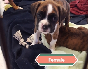 Boxer Puppy for sale in LONGVIEW, WA, USA