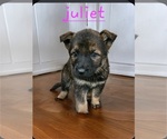 Small Photo #8 German Shepherd Dog Puppy For Sale in KELLER, TX, USA