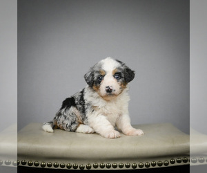 Miniature Bernedoodle Puppy for sale in STRASBURG, OH, USA