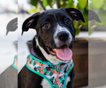 Small #4 American Pit Bull Terrier-American Staffordshire Terrier Mix