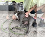 Small #4 Bulldog Mix
