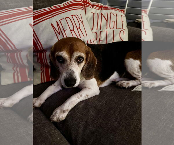 Medium Photo #7 Beagle Puppy For Sale in Tampa, FL, USA