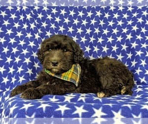 Goldendoodle Puppy for sale in CHRISTIANA, PA, USA