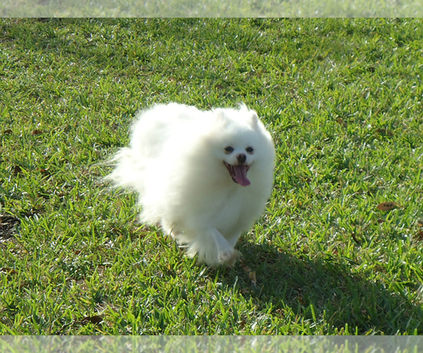 Medium Photo #1 Pomeranian Puppy For Sale in WEST PALM BEACH, FL, USA