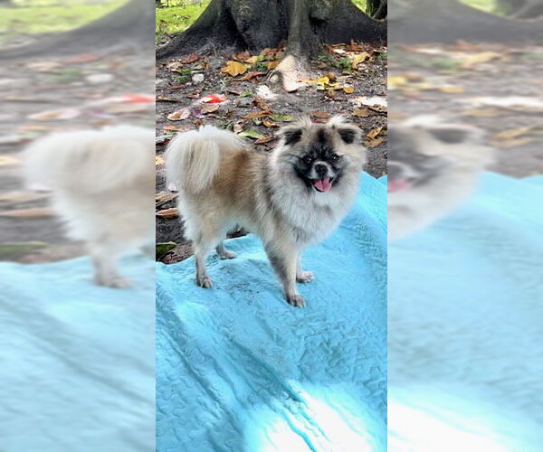 Medium Photo #4 Pominese Puppy For Sale in Weston, FL, USA