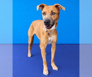 TYRA - Female Boxer-Unknown Mix Dog for Adoption - Photo #2