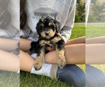 Small #2 Aussiedoodle