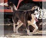 Small Photo #3 Siberian Husky Puppy For Sale in Peralta, NM, USA