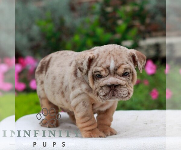 Medium Photo #4 English Bulldog Puppy For Sale in EPHRATA, PA, USA